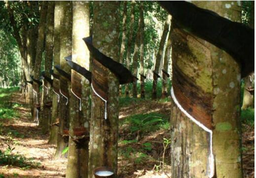 中國天然橡膠行業(yè)現狀及發(fā)展趨勢分析