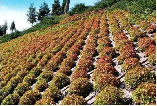 國內(nèi)首部行業(yè)標準《邊坡噴播綠化工程技術(shù)標準》將頒布助推生態(tài)修復(fù)大格局