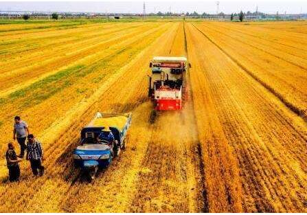 今年夏糧產(chǎn)量達(dá)到2774億斤 比2017年減少306萬(wàn)噸