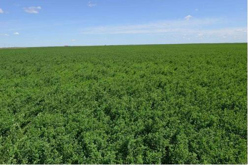 苜蓿種植與奶業(yè)發(fā)展需求相比，仍有很大差距，缺口將持續(xù)存在??