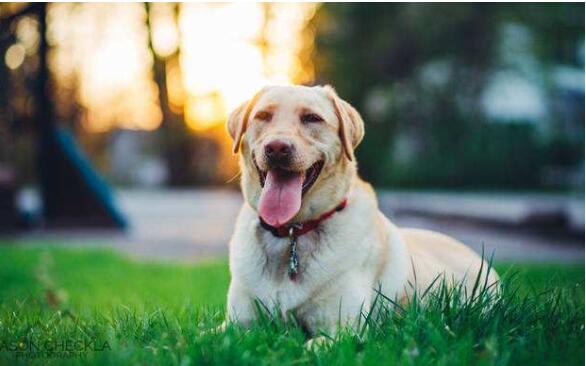 我國寵物行業(yè)市場潛力巨大，其寵物醫(yī)療行業(yè)也水漲船高