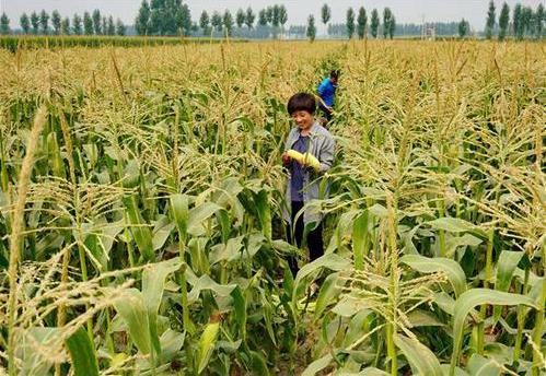 三部委：將水稻、玉米、小麥三大糧食作物制種納入中央財(cái)政農(nóng)業(yè)保險(xiǎn)保險(xiǎn)費(fèi)補(bǔ)貼目錄