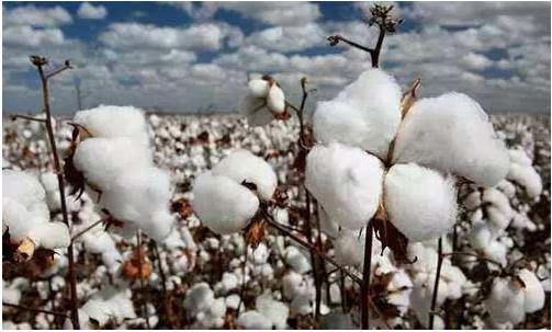 生產(chǎn)成本高、品質(zhì)中低端與高價(jià)格是我國棉花產(chǎn)業(yè)的最主要問題