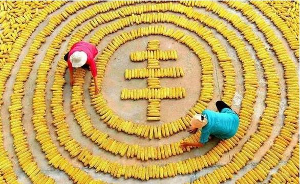 東北三省糧食產(chǎn)量達(dá)到2666億斤，約占全國(guó)糧食總產(chǎn)量的20.3%，黑龍江省繼續(xù)是全國(guó)糧食產(chǎn)量第一大省?????