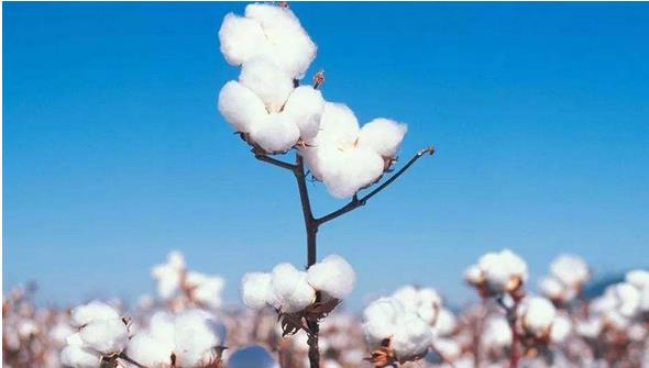 2018年，全國棉花種植面積為3352.3千公頃，比2017年增加157.6千公頃，增長(zhǎng)4.9%