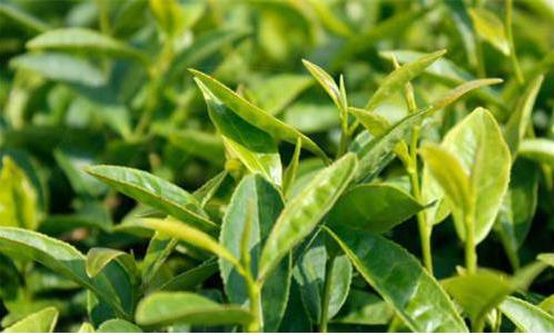 中國白茶產(chǎn)業(yè)持續(xù)呈現(xiàn)出量增價升的態(tài)勢，但更多的是在茶產(chǎn)業(yè)的提質(zhì)增效、轉(zhuǎn)型升級上