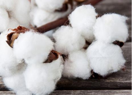 2019年1月我國累計(jì)進(jìn)口棉花27.99萬噸，環(huán)比增加27.87%