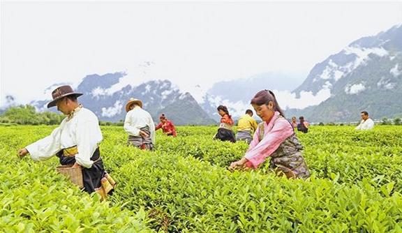 截至2018年底，西藏貧困人口已降至15萬(wàn)人，貧困發(fā)生率下降到6%以下