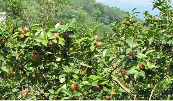 國(guó)內(nèi)未來(lái)茶油的市場(chǎng)需求增長(zhǎng)空間巨大