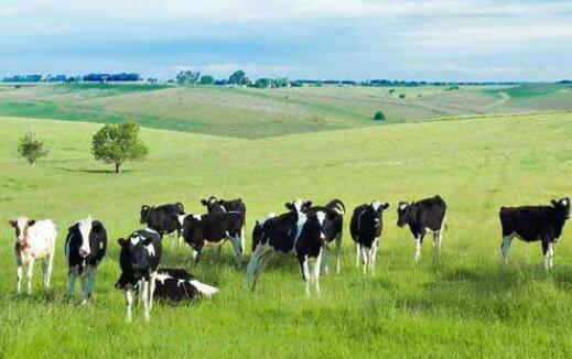 規(guī)模以上企業(yè)達580多家 量質齊升奶業(yè)邁向新征程