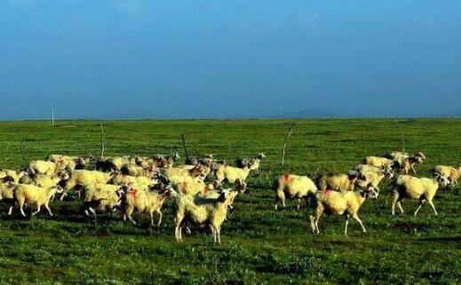 浙江余杭加速推進(jìn)畜牧業(yè)高質(zhì)量發(fā)展