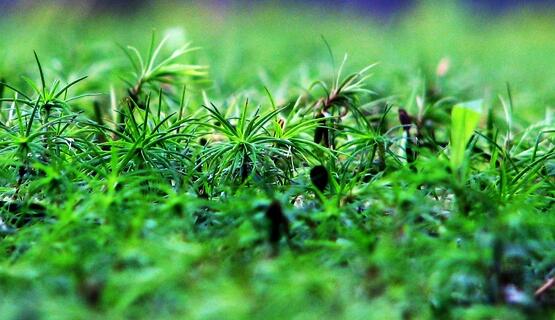 東莞大嶺山-定制家具生產(chǎn)項目可行性研究報告